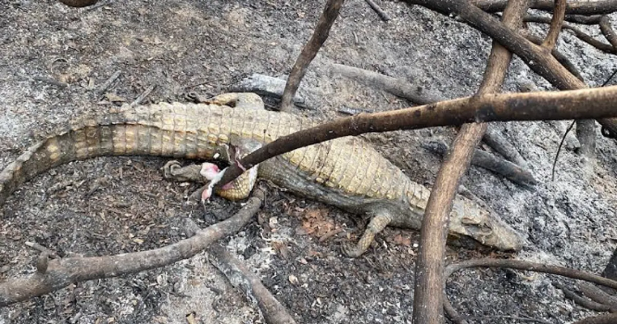 Equipe de Resgate encontra animais carbonizados no Passo do Lontra