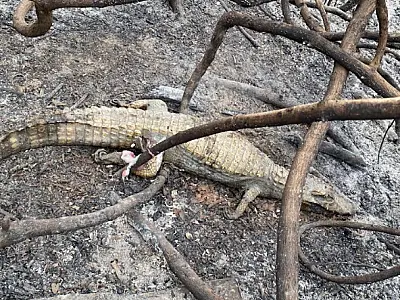 Equipe de Resgate encontra animais carbonizados no Passo do Lontra