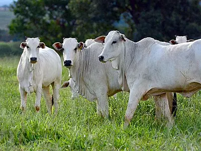 MS conquista status de área livre de aftosa sem vacinação e projeta abertura de novos mercados
