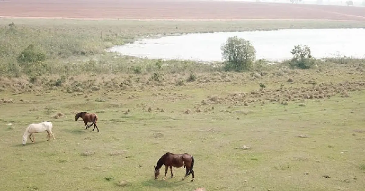 Paulista é multado em R$ 105 mil por manter animais em área protegida de reserva legal