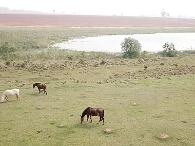 Paulista é multado em R$ 105 mil por manter animais em área protegida de reserva legal