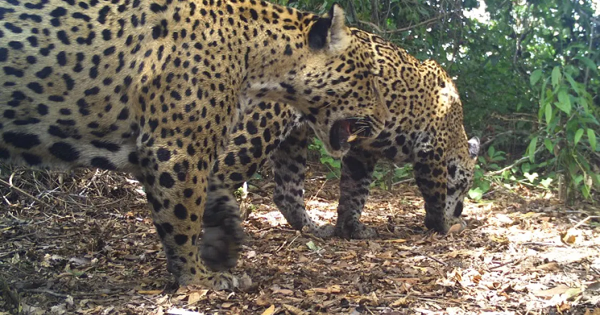 Seminário divulga ciência e conhecimento sobre a conservação de felinos no Pantanal