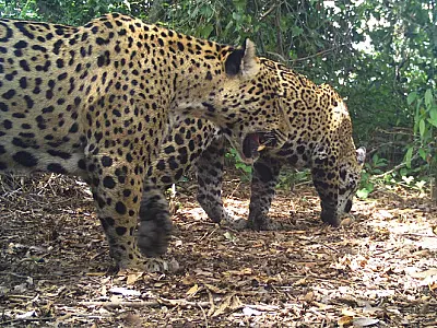 Seminário divulga ciência e conhecimento sobre a conservação de felinos no Pantanal