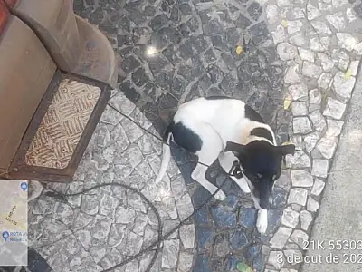 Mulher abandona cachorros ao sol e é multada a R$1,5 mil
