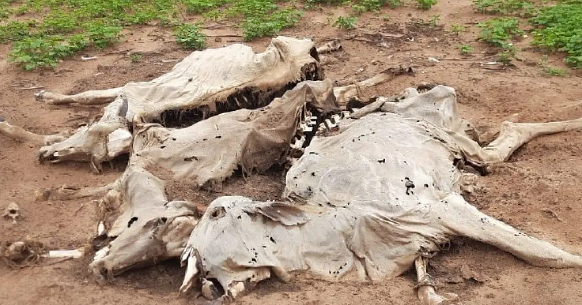 Fazendeiro é multado em R$ 79 mil por maus tratos a animais; 20 bovinos morreram