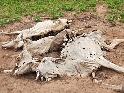 Fazendeiro é multado em R$ 79 mil por maus tratos a animais; 20 bovinos morreram