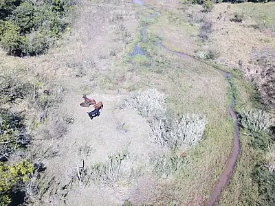 Dono de sítio é multado em R$ 5 mil por manter gado degradando área protegida