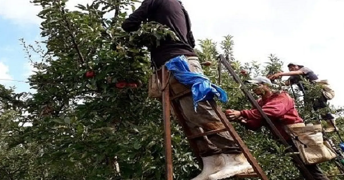 Restam 916 vagas para indígenas nas lavouras de maçãs em SC e RS