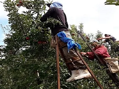 Restam 916 vagas para indígenas nas lavouras de maçãs em SC e RS
