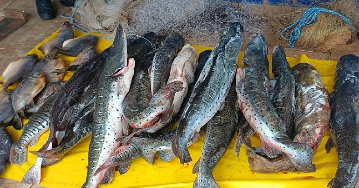 Homem preso conservava 191 kg de pescados provenientes da pesca proibida
