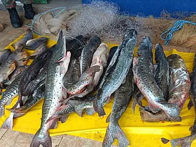 Homem preso conservava 191 kg de pescados provenientes da pesca proibida