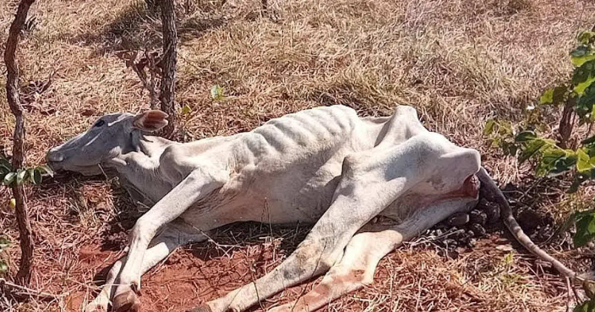 Multas por maus tratos à animais subiu 93% em 2022