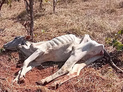 Multas por maus tratos à animais subiu 93% em 2022