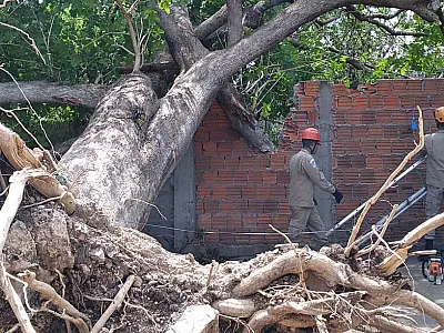 Queda de árvore danifica muro e telhado de casa no bairro Universitário