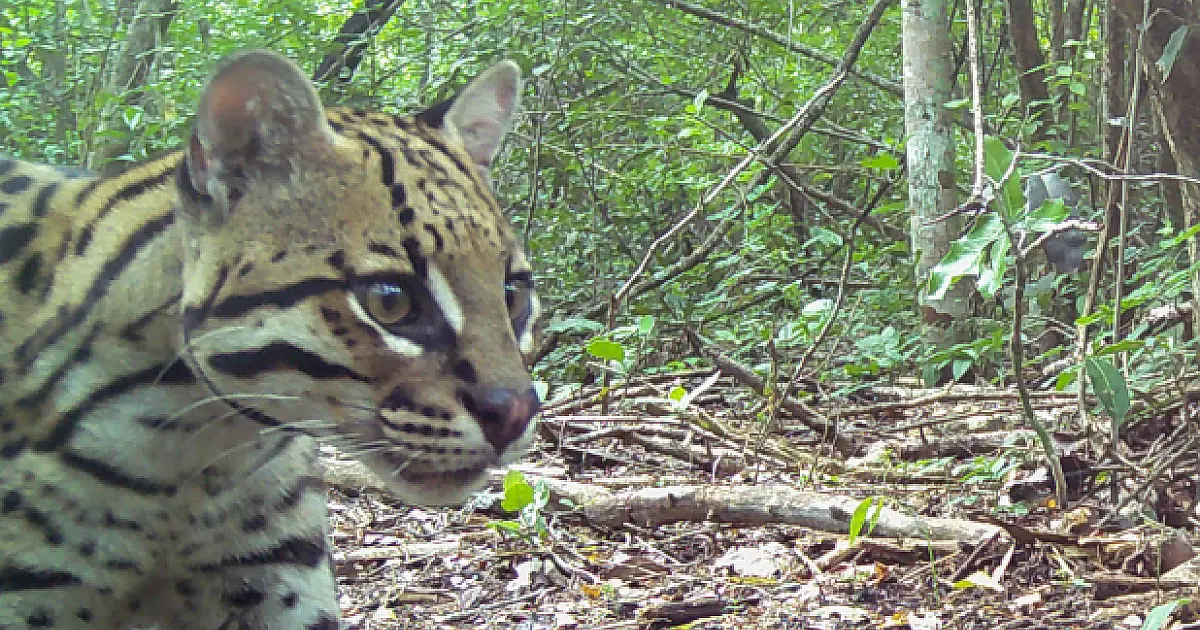 Confira flagrantes da rica fauna pantaneira em imagens de monitoramento