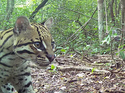 Confira flagrantes da rica fauna pantaneira em imagens de monitoramento