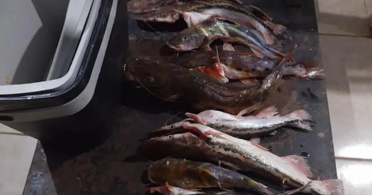 Empresária é multada por pesca ilegal no Rio Miranda