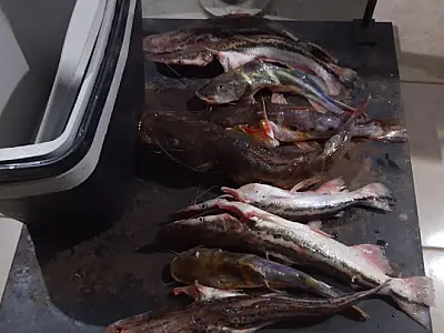Empresária é multada por pesca ilegal no Rio Miranda