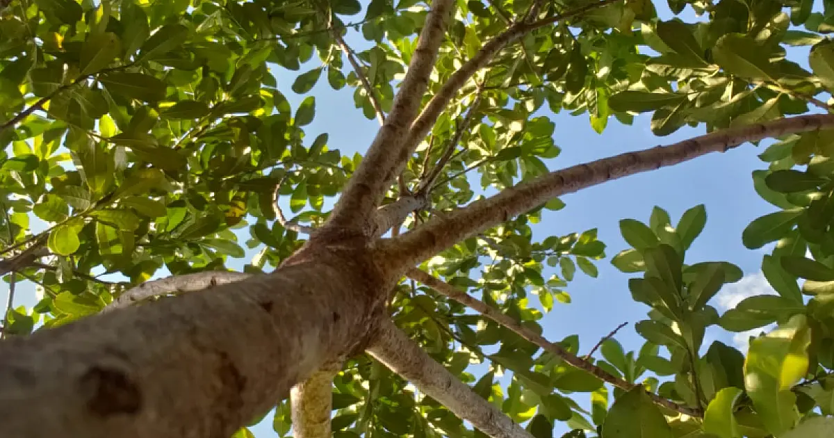 Agraer vai distribuir 60 mil mudas de erva-mate a pequenos produtores de MS