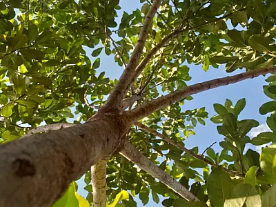 Agraer vai distribuir 60 mil mudas de erva-mate a pequenos produtores de MS