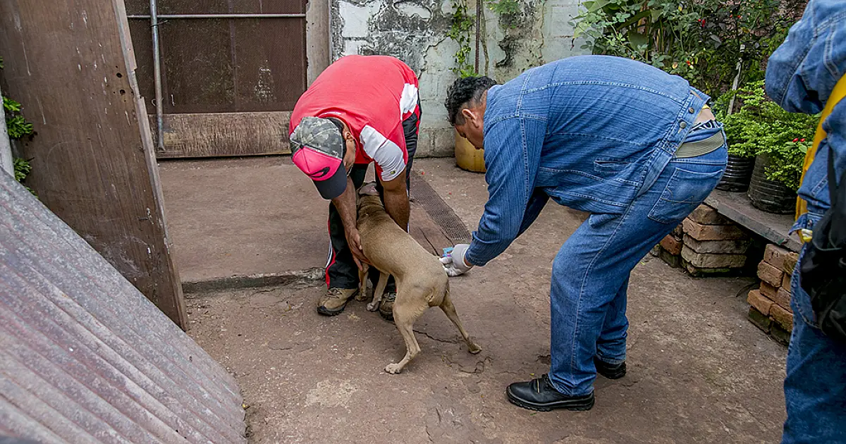 Mais de 8 mil animais já foram vacinados contra raiva em Corumbá