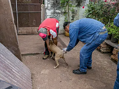 Mais de 8 mil animais já foram vacinados contra raiva em Corumbá
