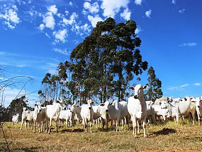 TRT 24 mantém condenação de pecuarista que mentiu sobre roubo de gado para dispensa de trabalhador
