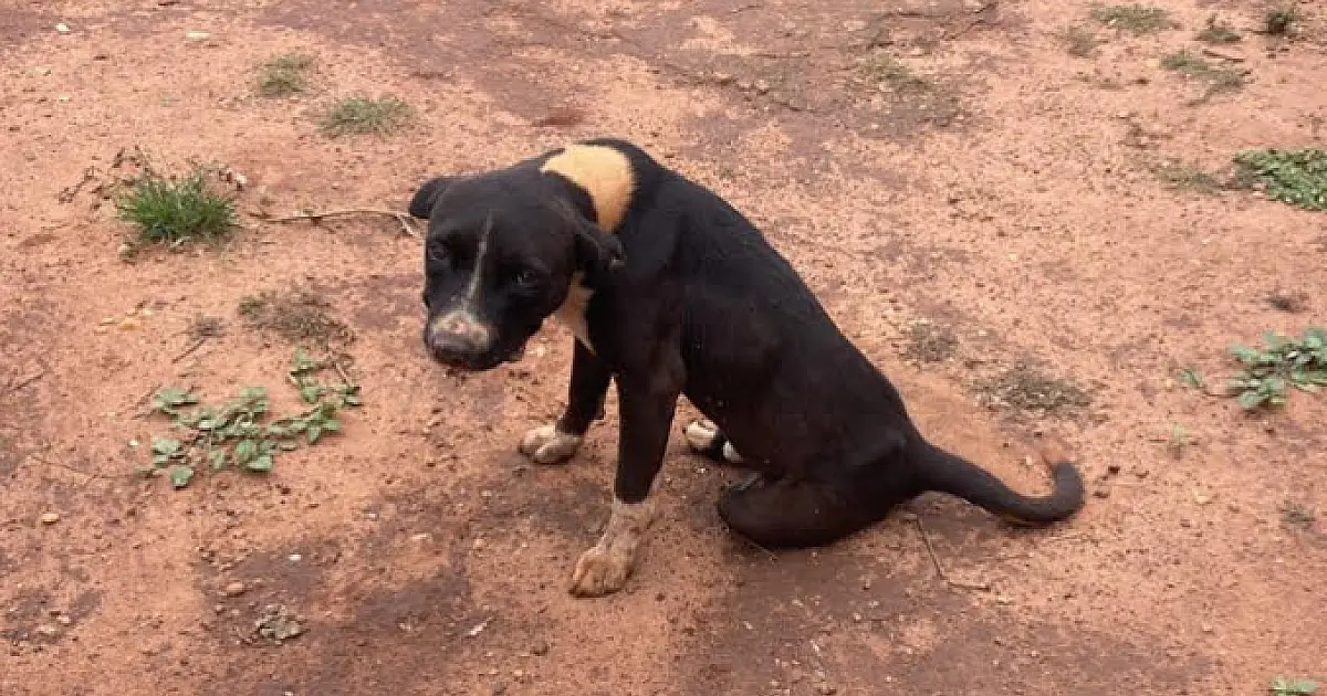 Morador de Nova Andradina é autuado por maus-tratos à cadela desnutrida e infestada por carrapatos