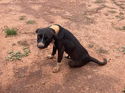 Morador de Nova Andradina é autuado por maus-tratos à cadela desnutrida e infestada por carrapatos