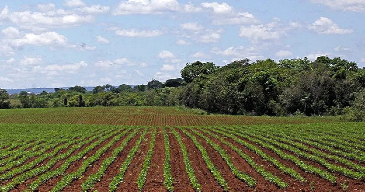 Plantio da soja em Mato Grosso do Sul segue proibido até o dia 15 de setembro
