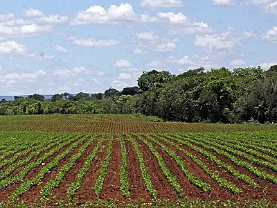 Plantio da soja em Mato Grosso do Sul segue proibido até o dia 15 de setembro
