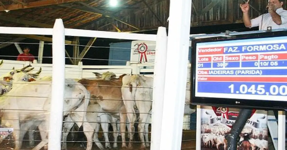 Feapan em Corumbá terá três grandes shows, rodeio e leilões com portões abertos