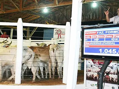 Feapan em Corumbá terá três grandes shows, rodeio e leilões com portões abertos