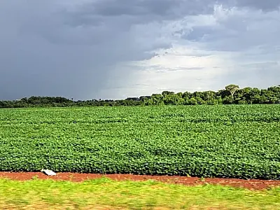 Prazo para cadastro de áreas de plantio de soja encerra em 31 de janeiro em MS