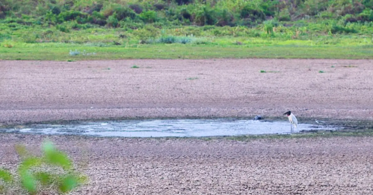 Fase neutra entre El Niño e La Niña tem relação direta com redução de chuvas no Pantanal
