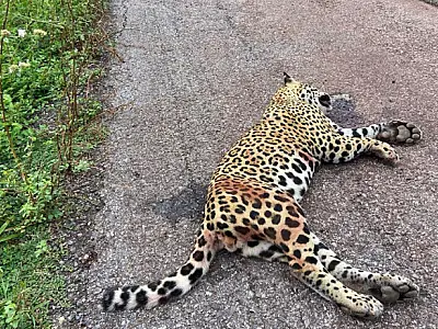 Onça-pintada morre atropelada na rodovia e IHP alerta para necessidade de medidas urgentes