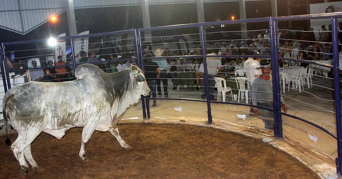 Leilão de touros na Feapan supera cotação de mercado e movimenta R$ 3 milhões no primeiro dia