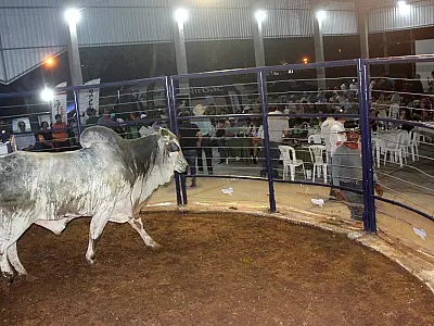 Leilão de touros na Feapan supera cotação de mercado e movimenta R$ 3 milhões no primeiro dia