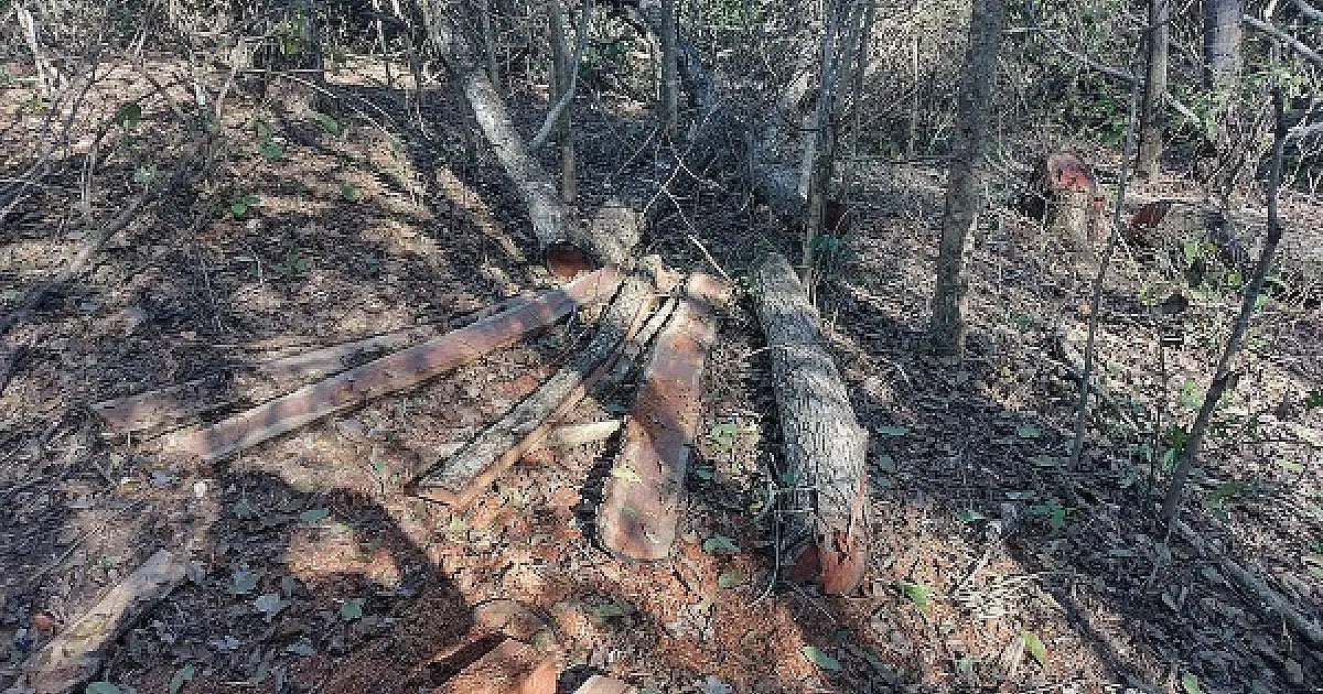 PMA autua campo-grandense em R$ 12,6 mil por derrubada de árvores