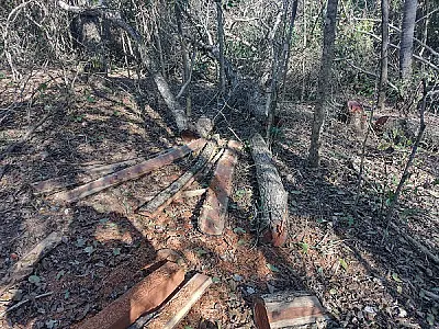 PMA autua campo-grandense em R$ 12,6 mil por derrubada de árvores