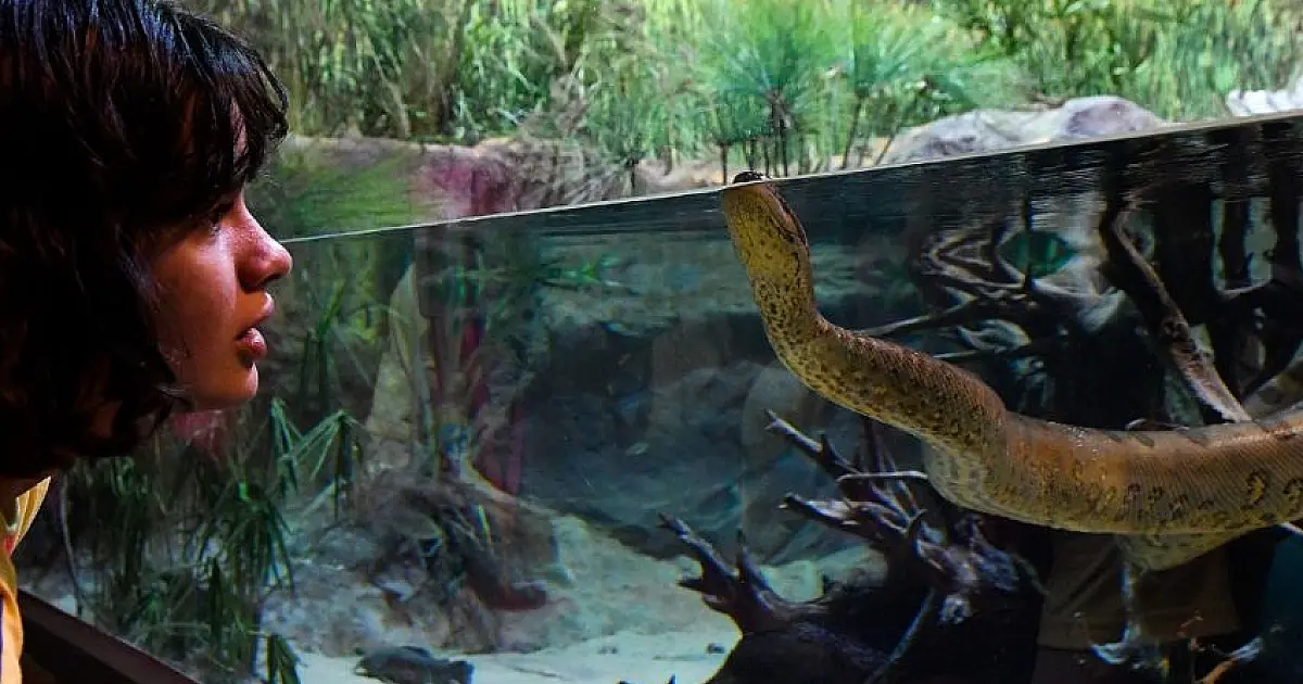 Sucuri do Bioparque Pantanal será batizada de Gaby