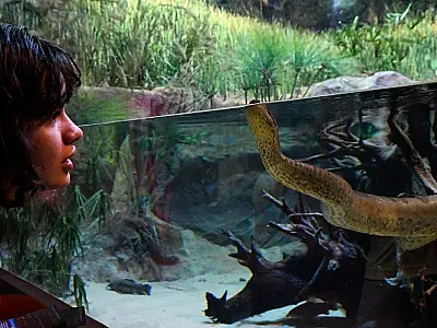 Sucuri do Bioparque Pantanal será batizada de Gaby