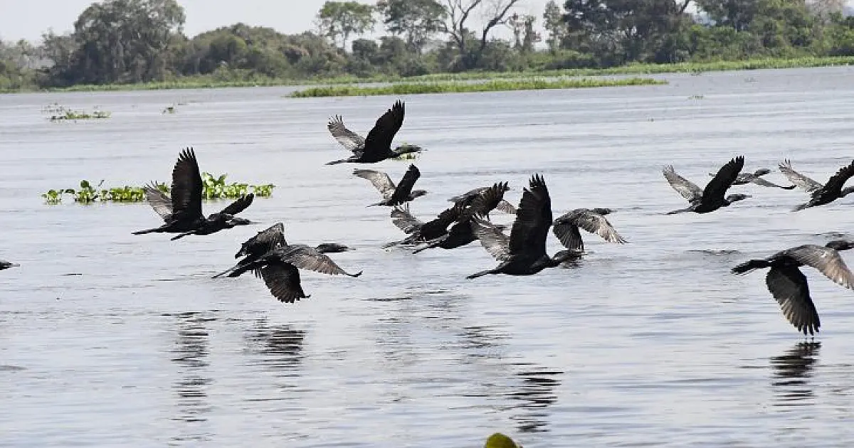 Pantanal em alerta: impactos climáticos ameaçam aves e peixes migratórios