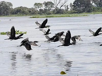 Pantanal em alerta: impactos climáticos ameaçam aves e peixes migratórios