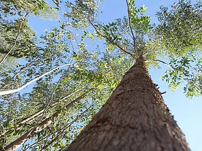 Pesquisa inédita revela que expansão de eucalipto pode ajudar MS alcançar a meta carbono neutro 2030