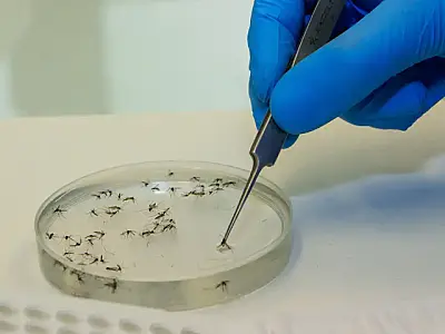 Brasil tem mais de 6,5 milhões de casos prováveis de dengue este ano