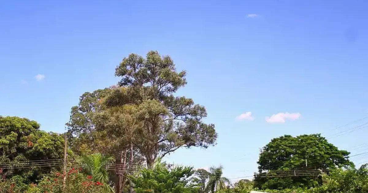 Outono será de longos períodos de estiagem e altas temperaturas em MS