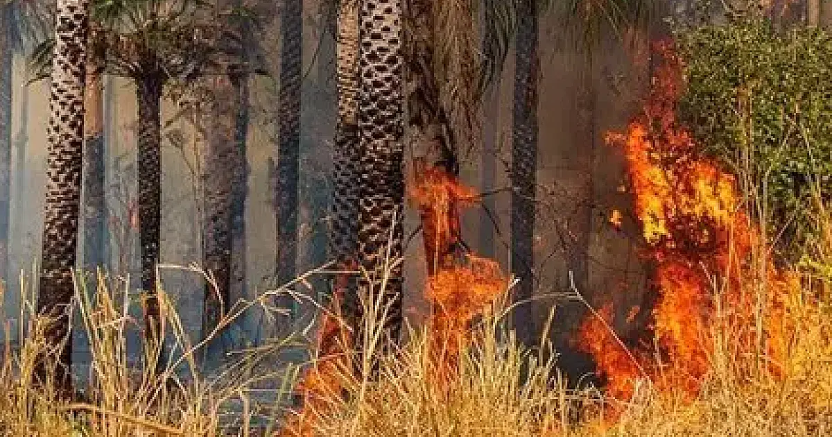 Advogado de Beira-Mar é multado em R$ 50 milhões por fogo no Pantanal de Corumbá