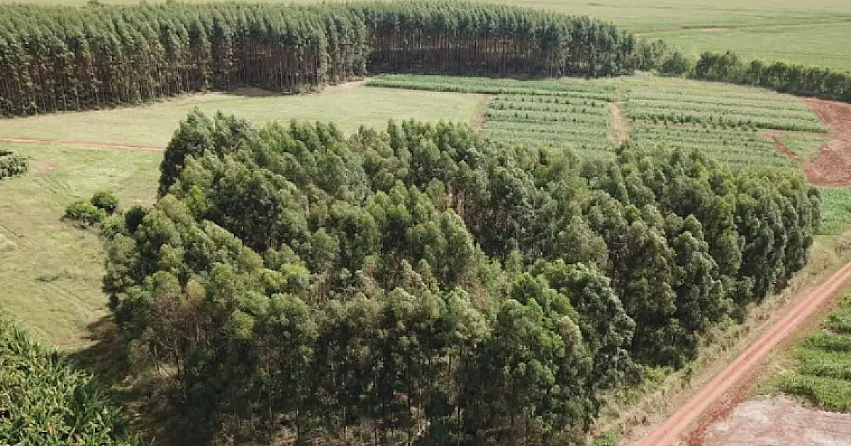 Pesquisa avalia emissão de carbono em plantações de eucalipto no Estado