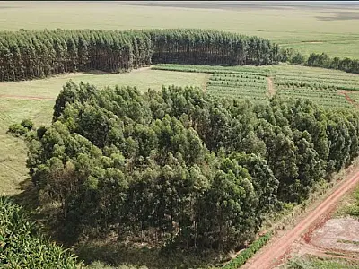 Pesquisa avalia emissão de carbono em plantações de eucalipto no Estado
